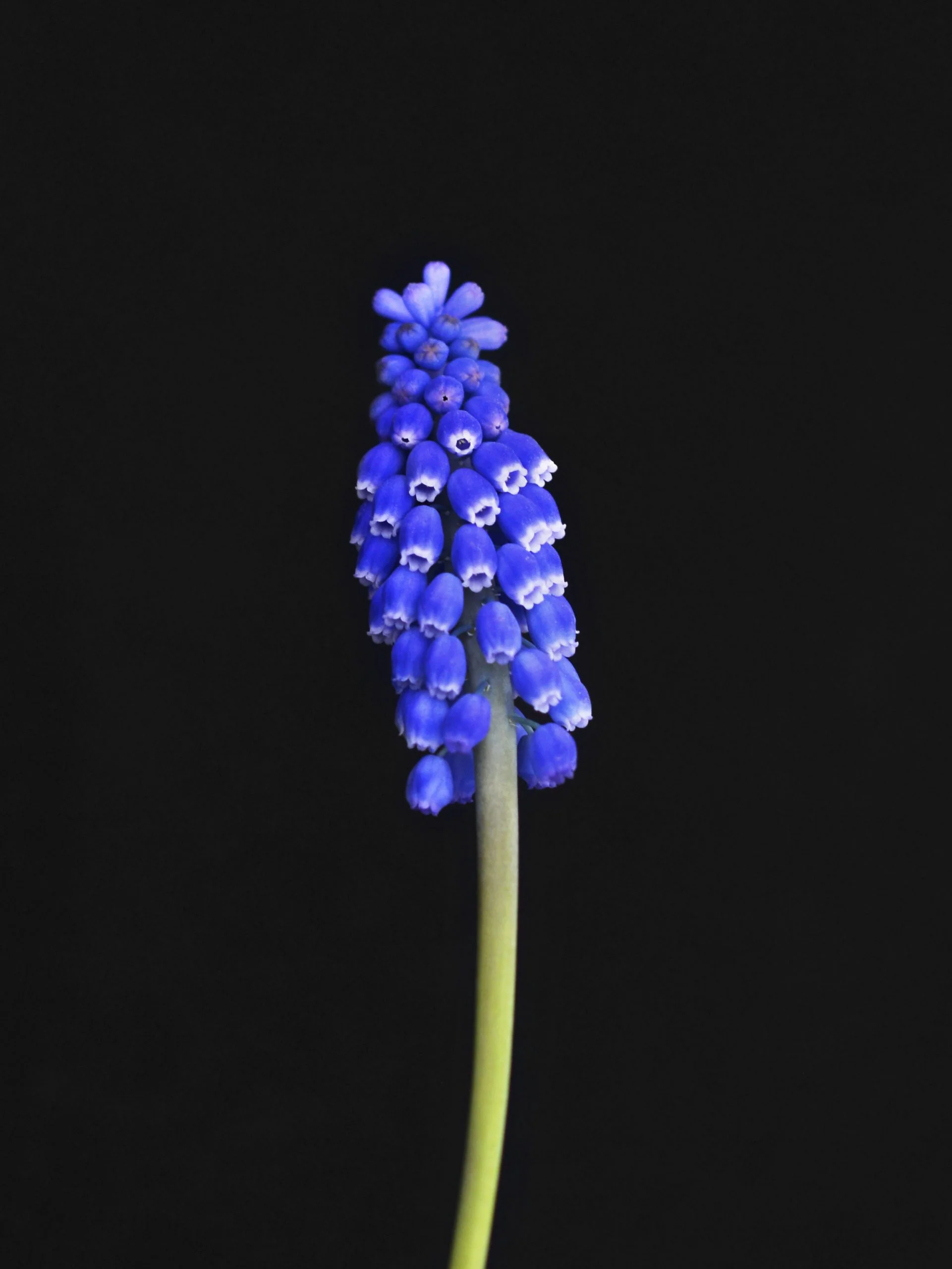 Miniatyrbild 1