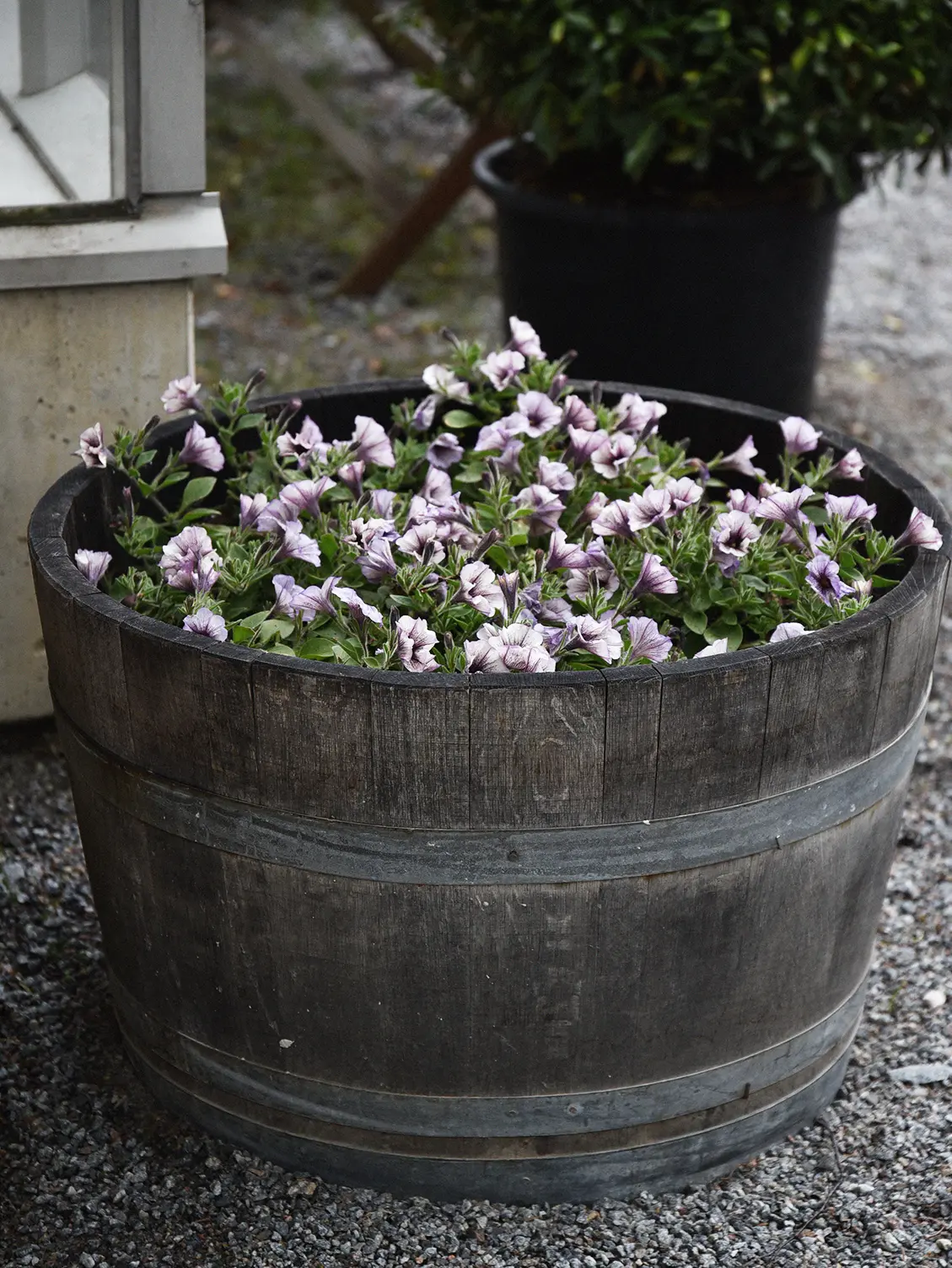 Petunia (Surfiniaserien) 'Tiramisu' - Image 3