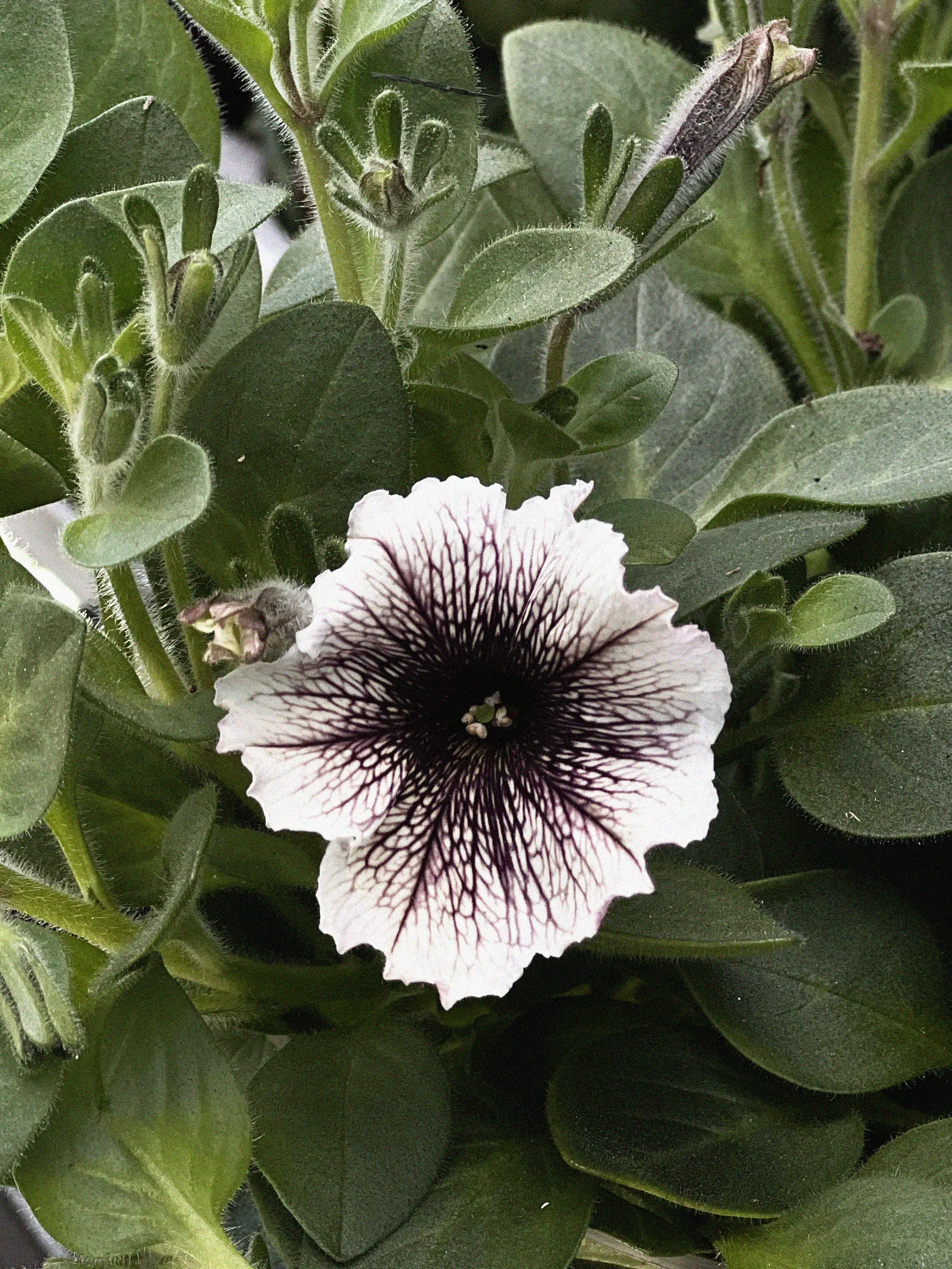 Petunia (Surfiniaserien) 'Tiramisu' - Image 4