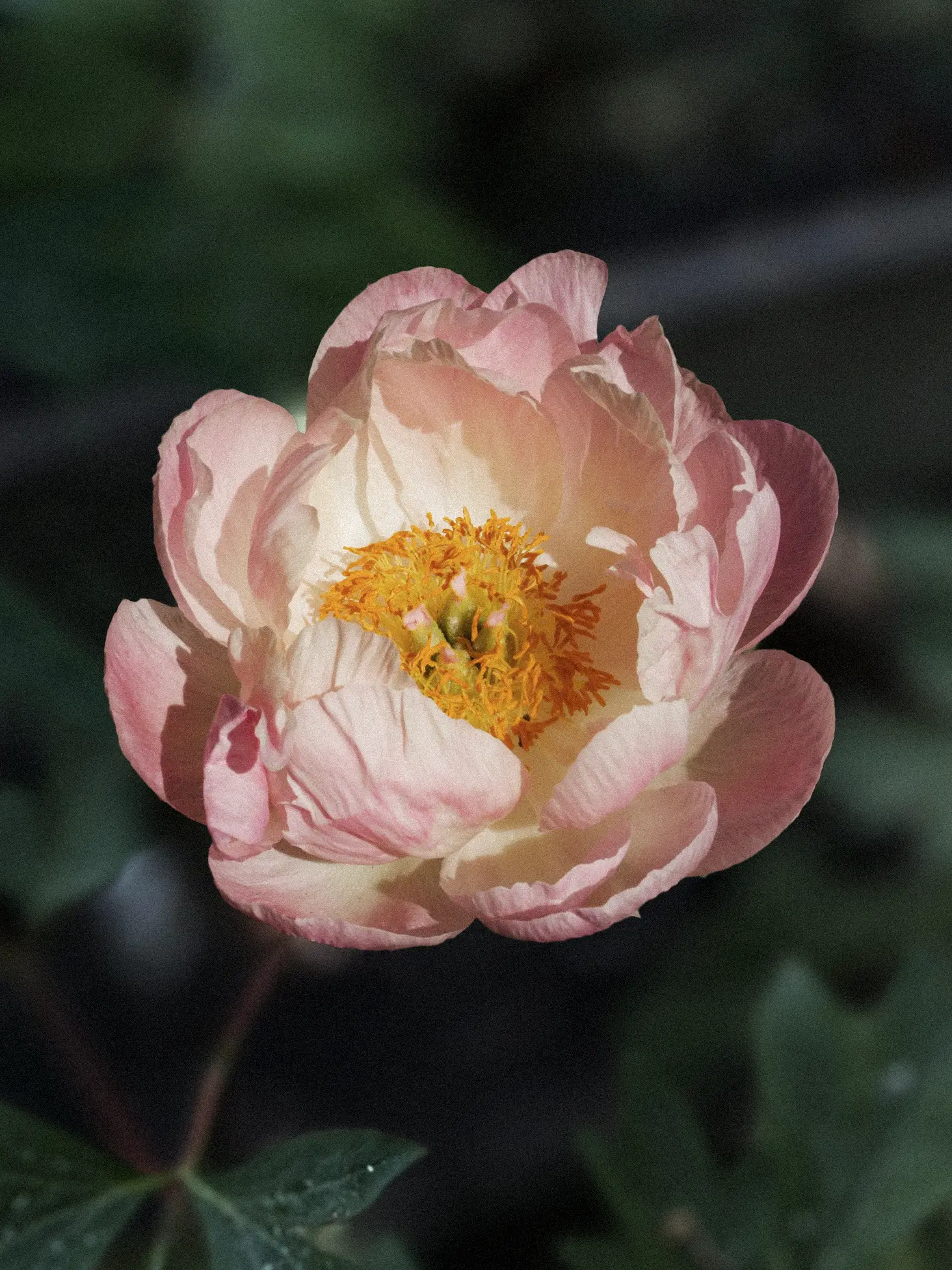 Miniatyrbild 1