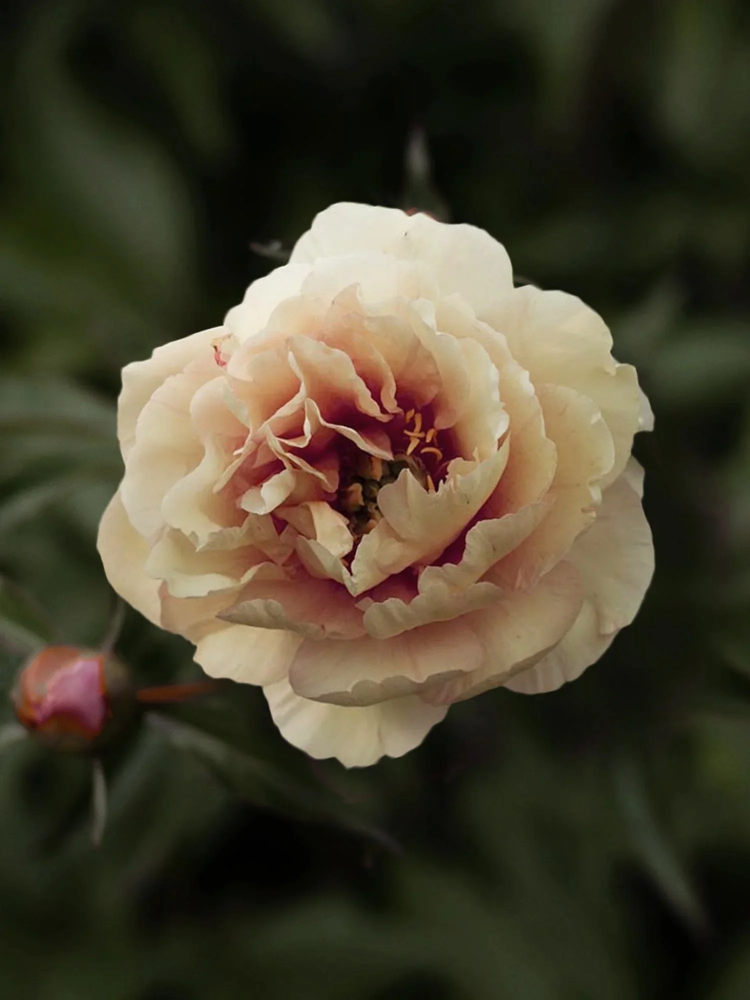 Miniatyrbild 1