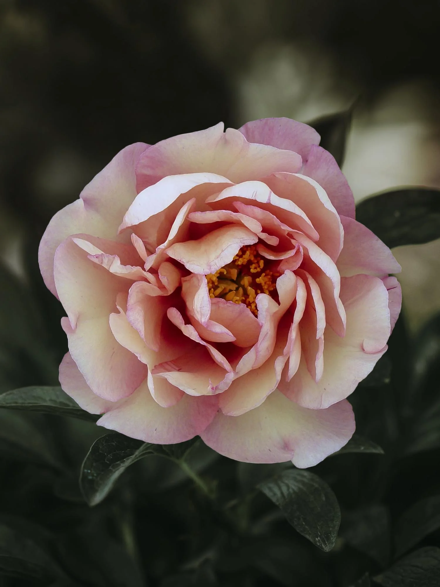 Miniatyrbild 1