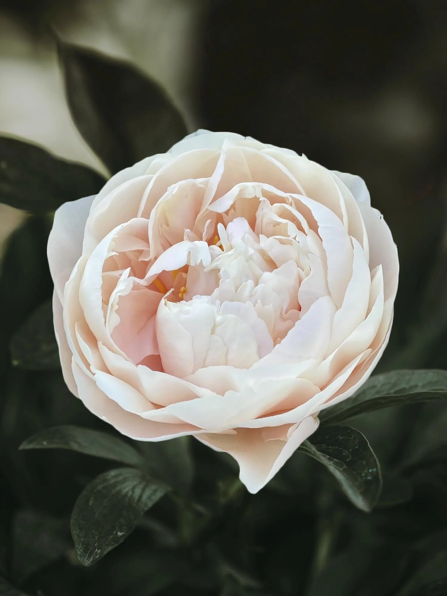 Miniatyrbild 1
