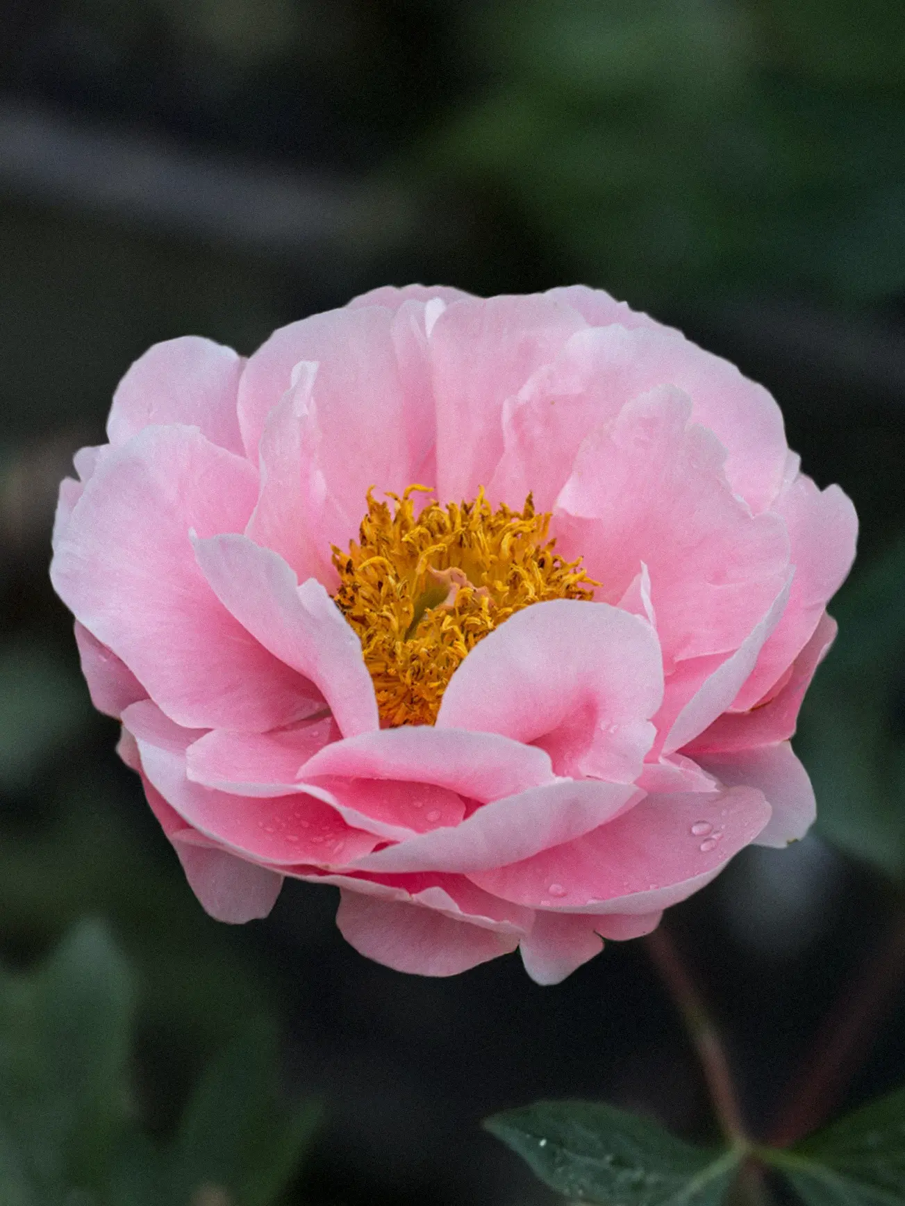 Miniatyrbild 1