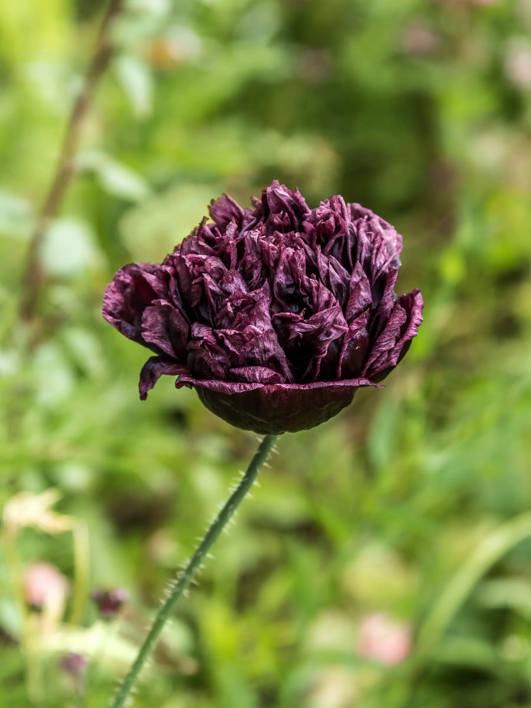 Miniatyrbild 1