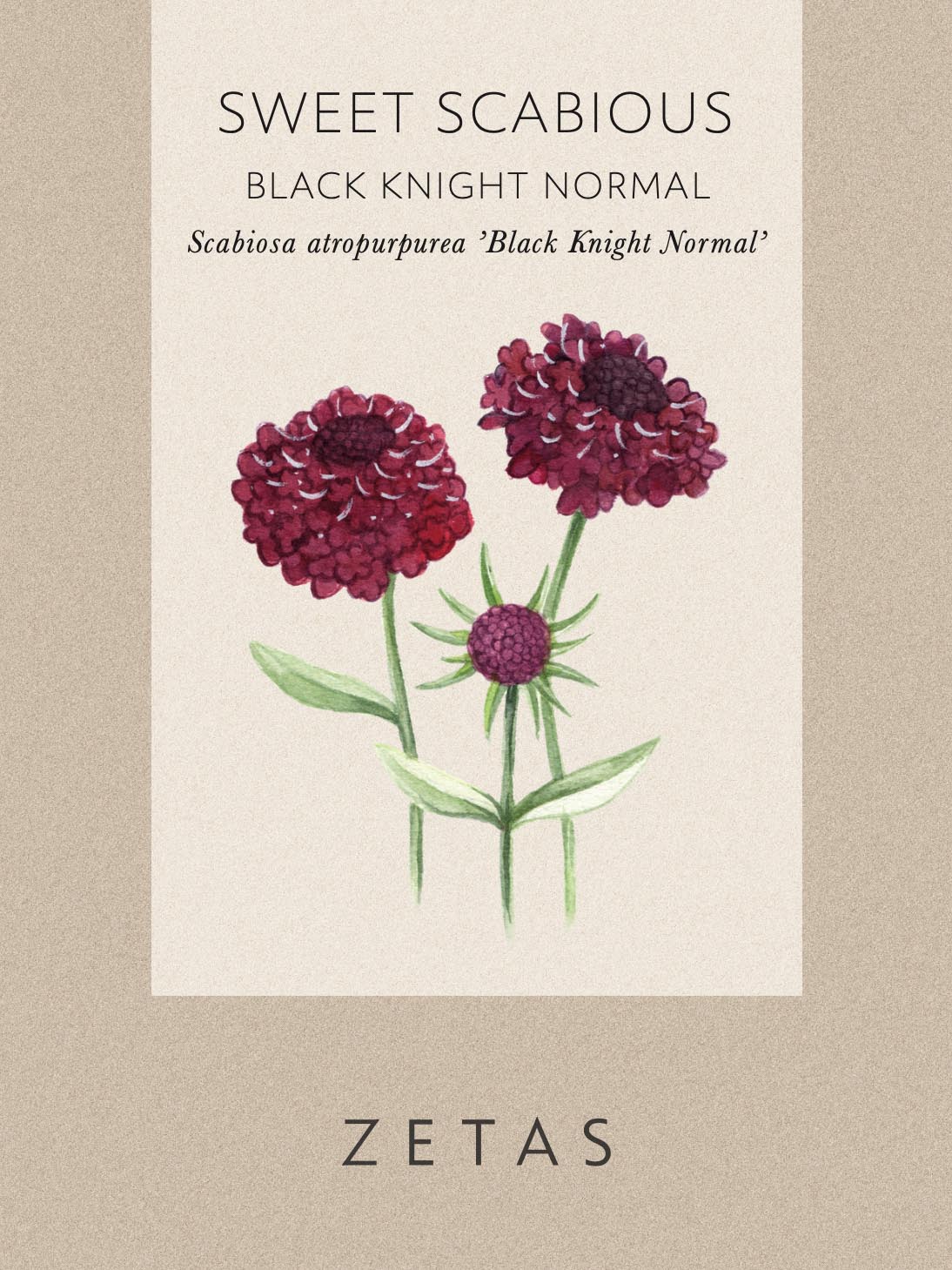 Praktvädd 'Black Knight' - Image 3