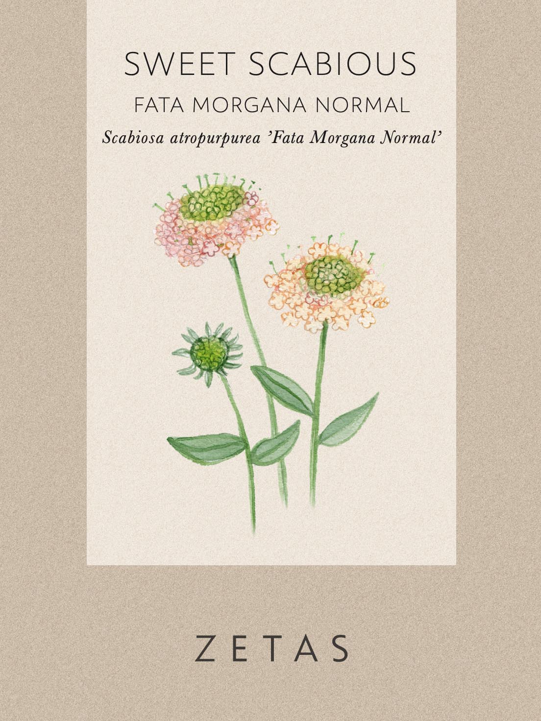 Praktvädd 'Fata morgana' - Image 6