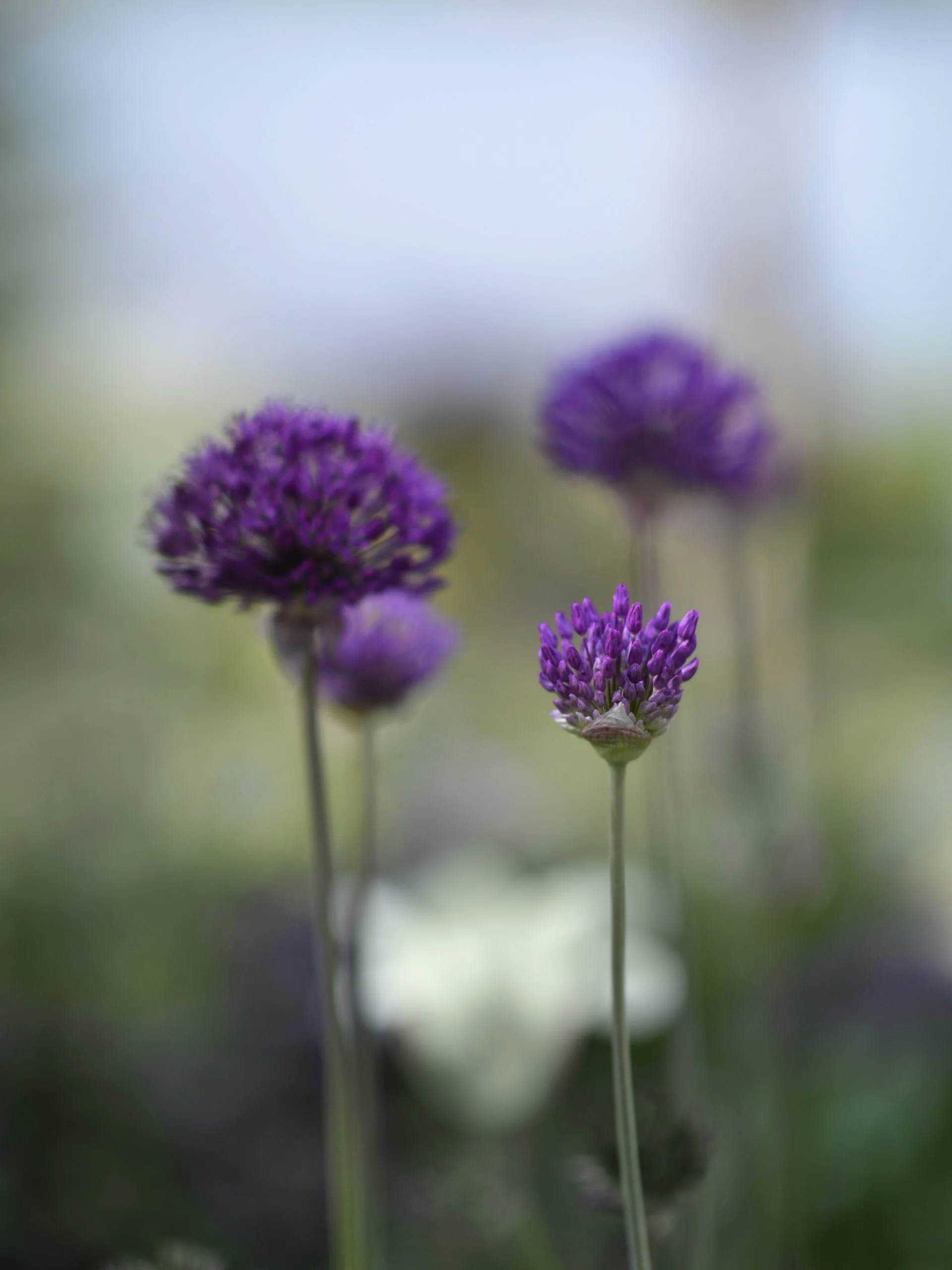 Miniatyrbild 1