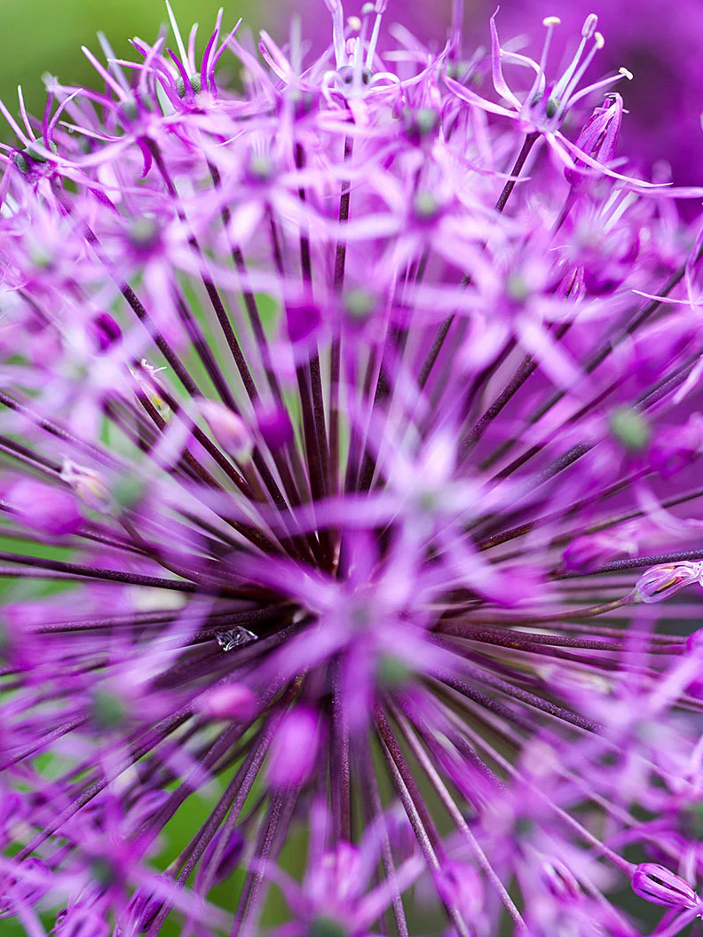 Purpurlök 'Purple Sensation' - Image 3