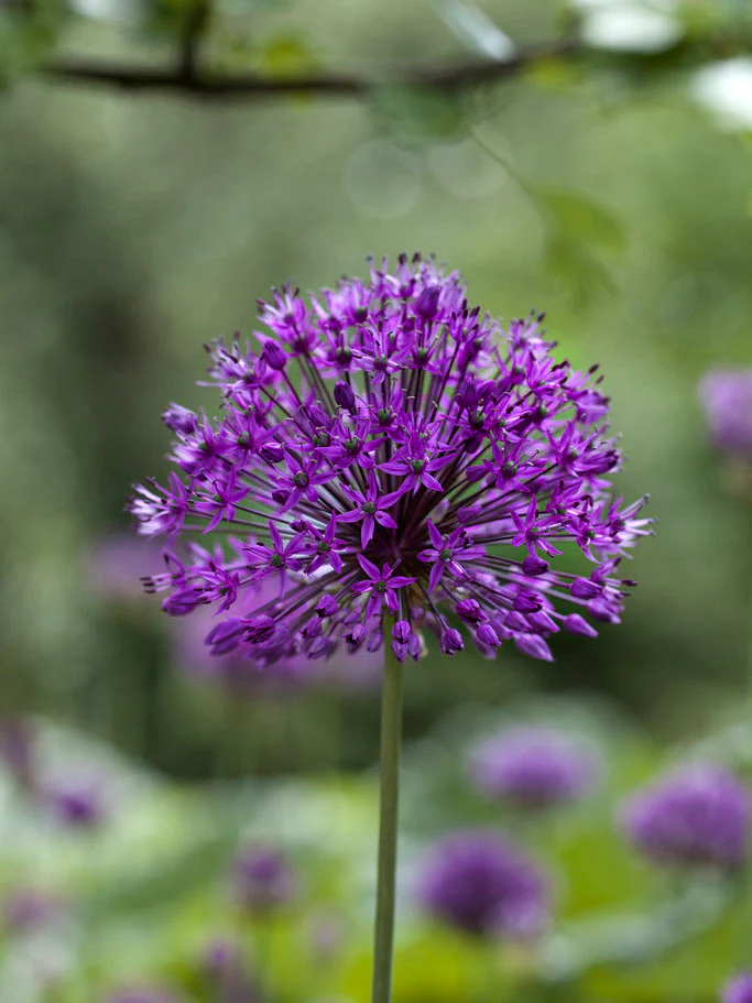 Purpurlök 'Purple Sensation' - Image 5