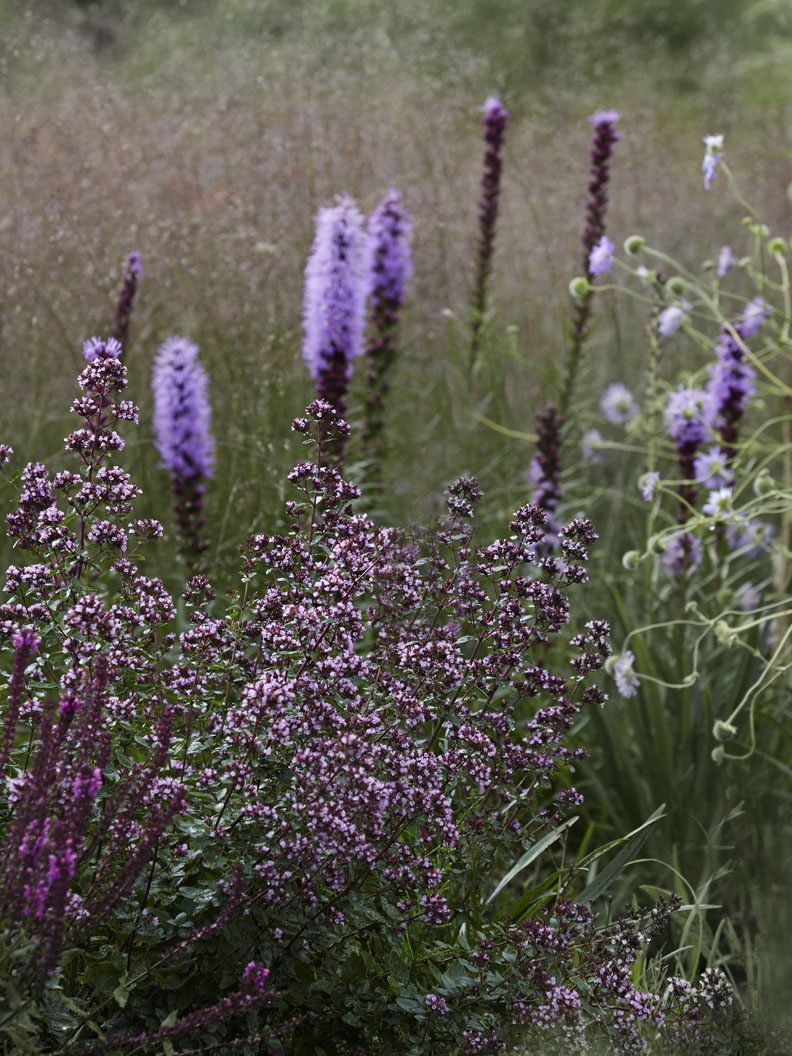 Purpurmejram 'Herrenhausen' - Image 3
