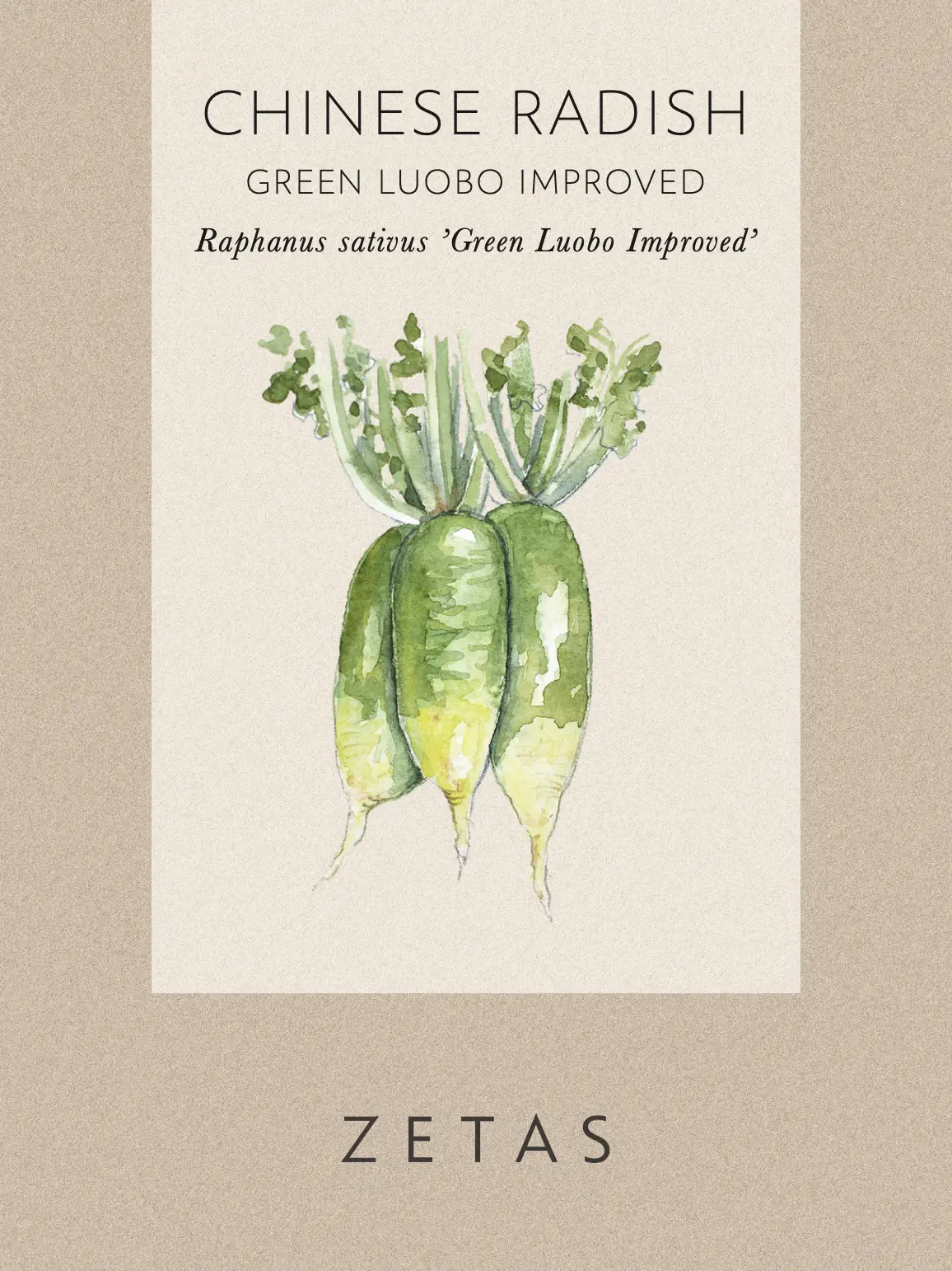 Rädisa/Daikon 'Green Loubo Improved' - Image 5