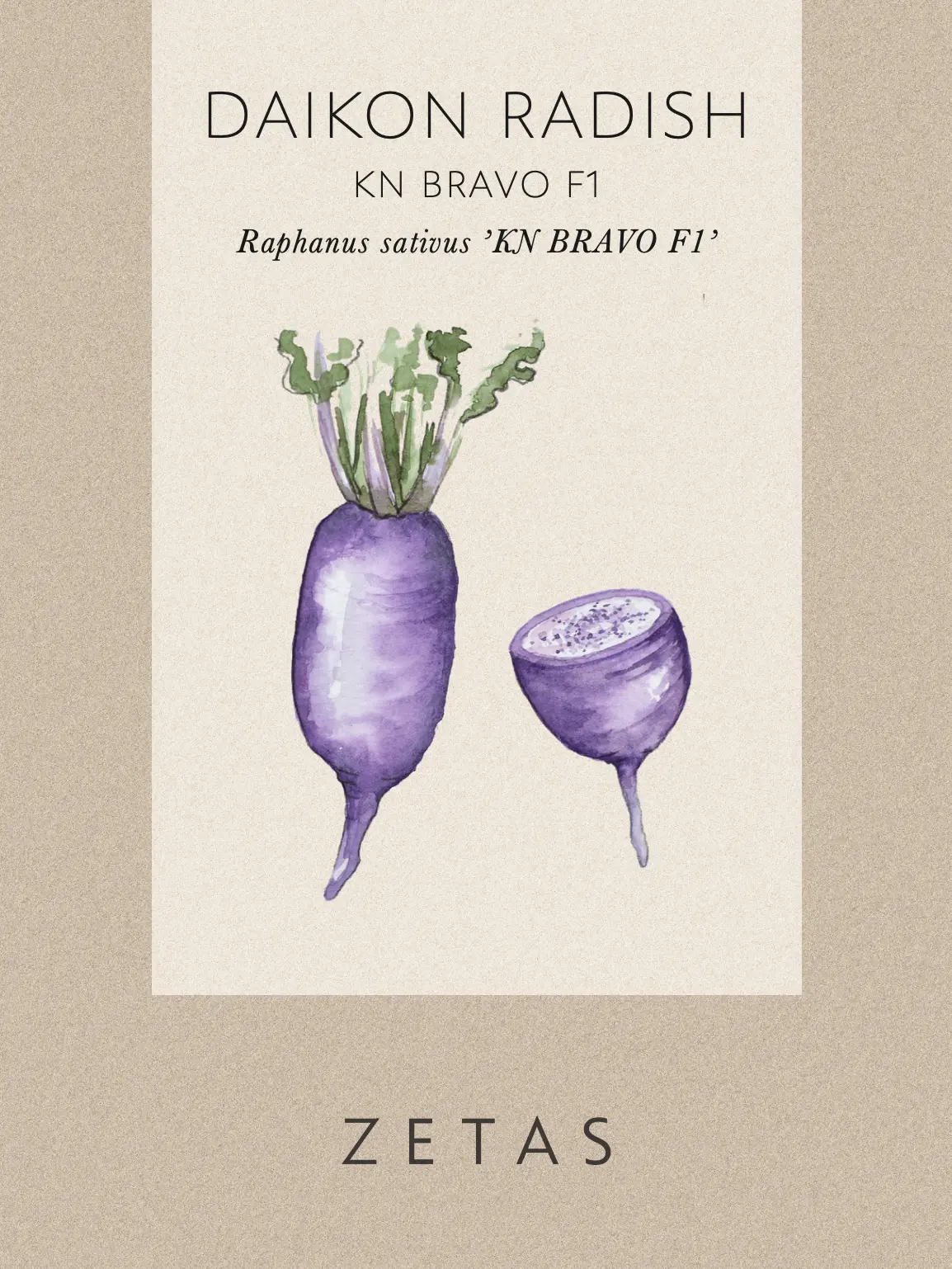 Rädisa/Daikon 'KN BRAVO F1' - Image 6