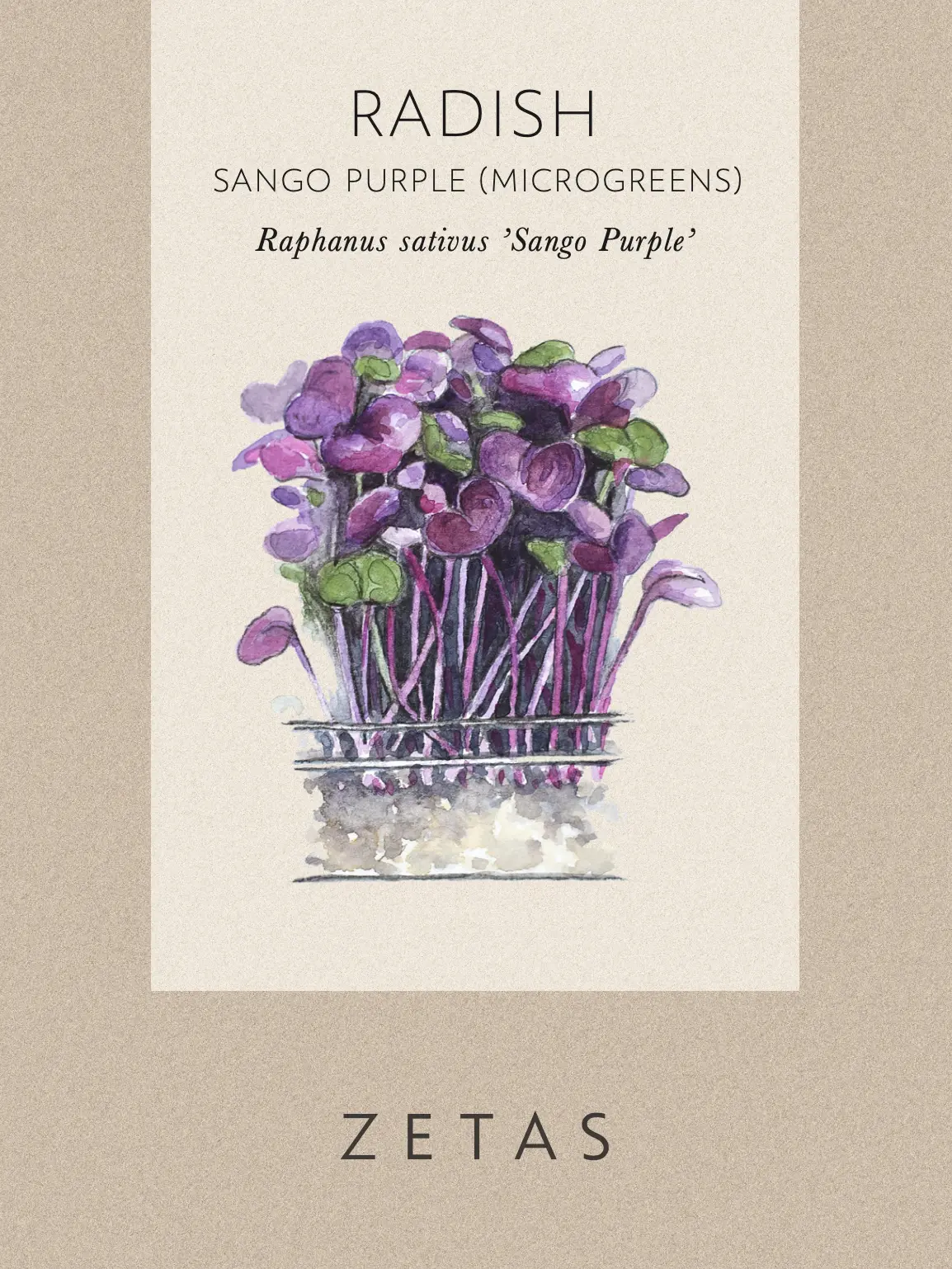 Rädisa blad 'Sango Purple' - Image 3