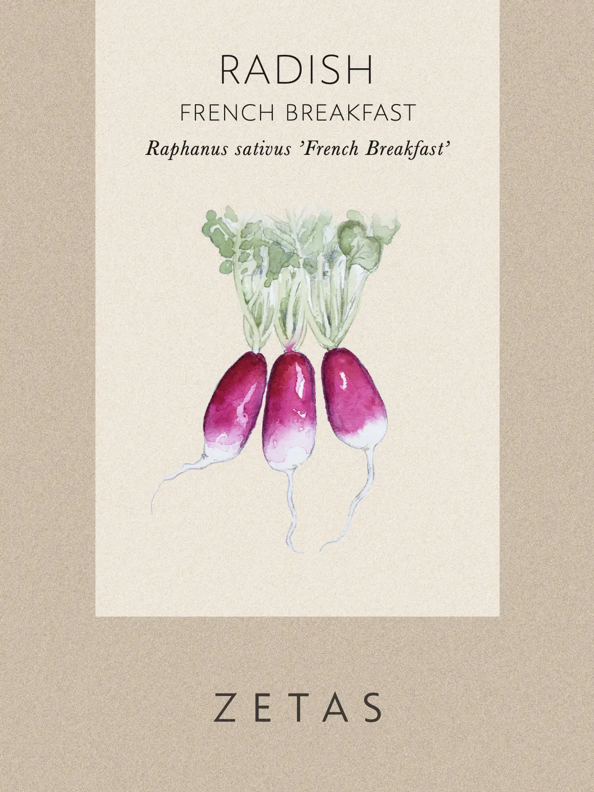 Rädisa 'French Breakfast' - Image 3