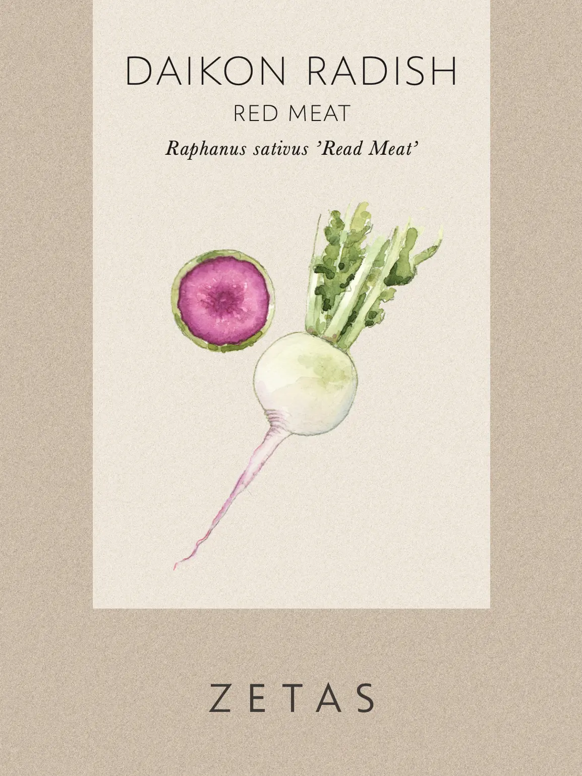 Rädisa/Daikon 'Red Meat' - Image 3