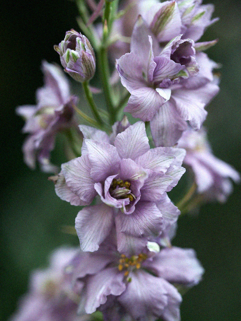 Riddarsporre 'Misty Lavender' - Image 3