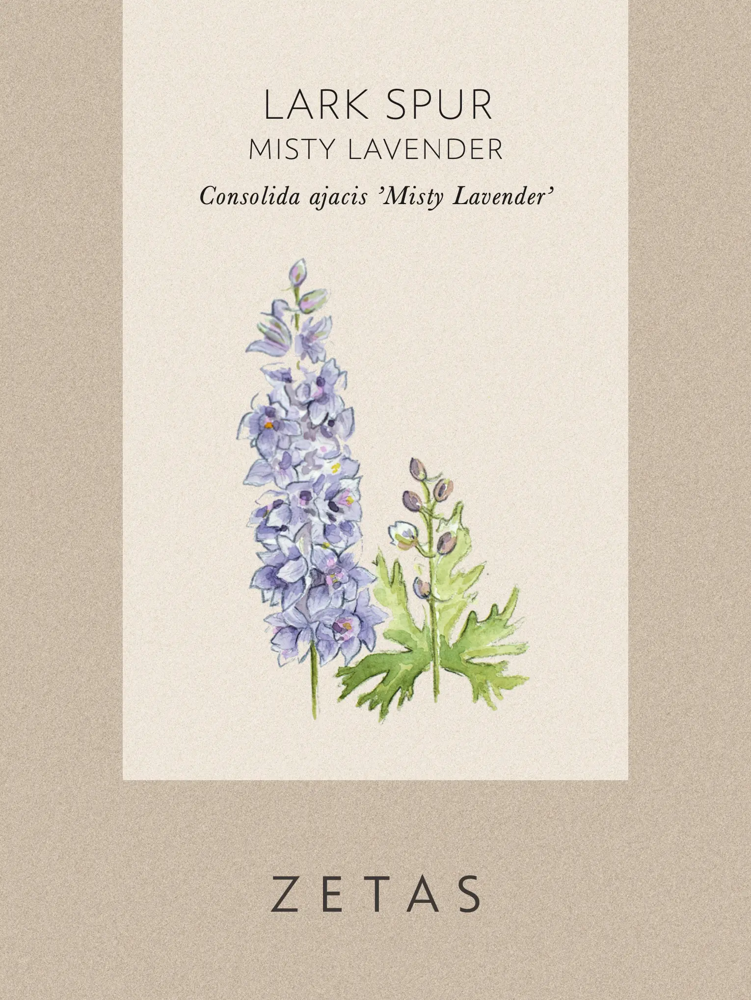 Riddarsporre 'Misty Lavender' - Image 4