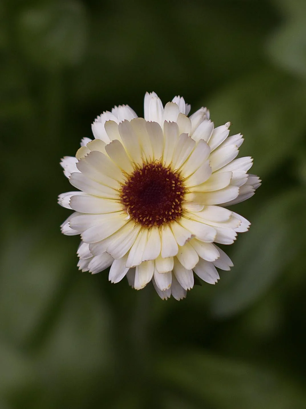 Miniatyrbild 1