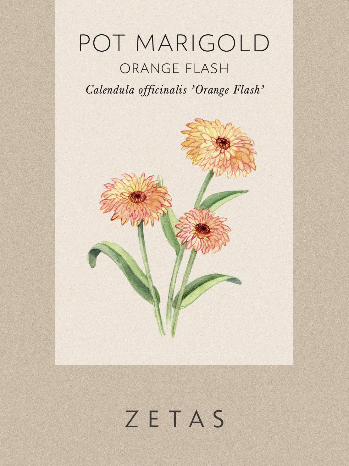 Ringblomma 'Orange Flash' - Image 3