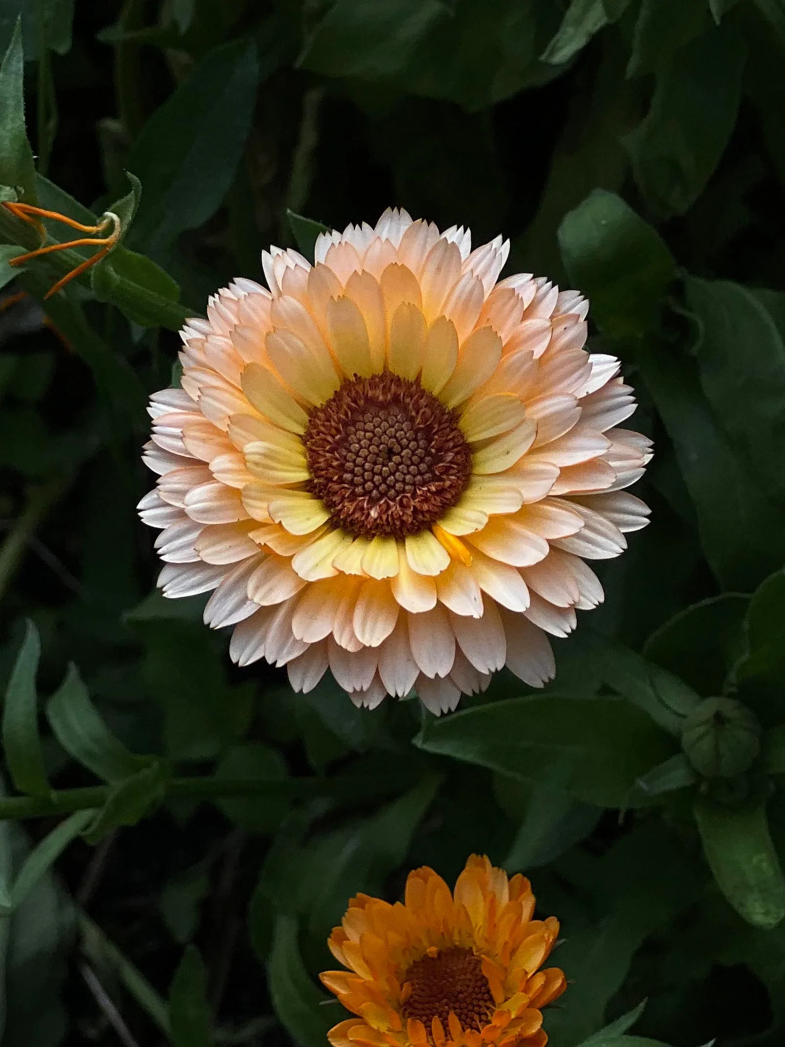 Miniatyrbild 1