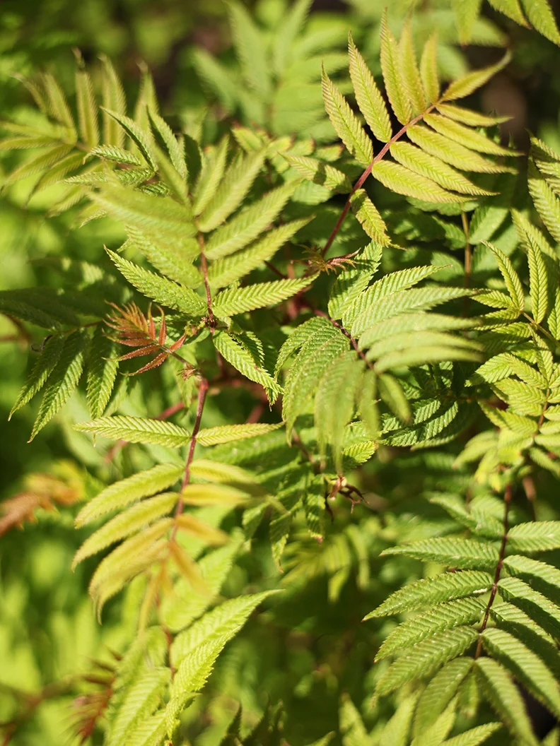 Rönnspirea 'Sem' - Image 4