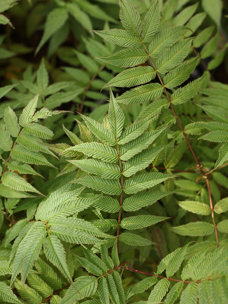 Rönnspirea 'Sem' - Image 5