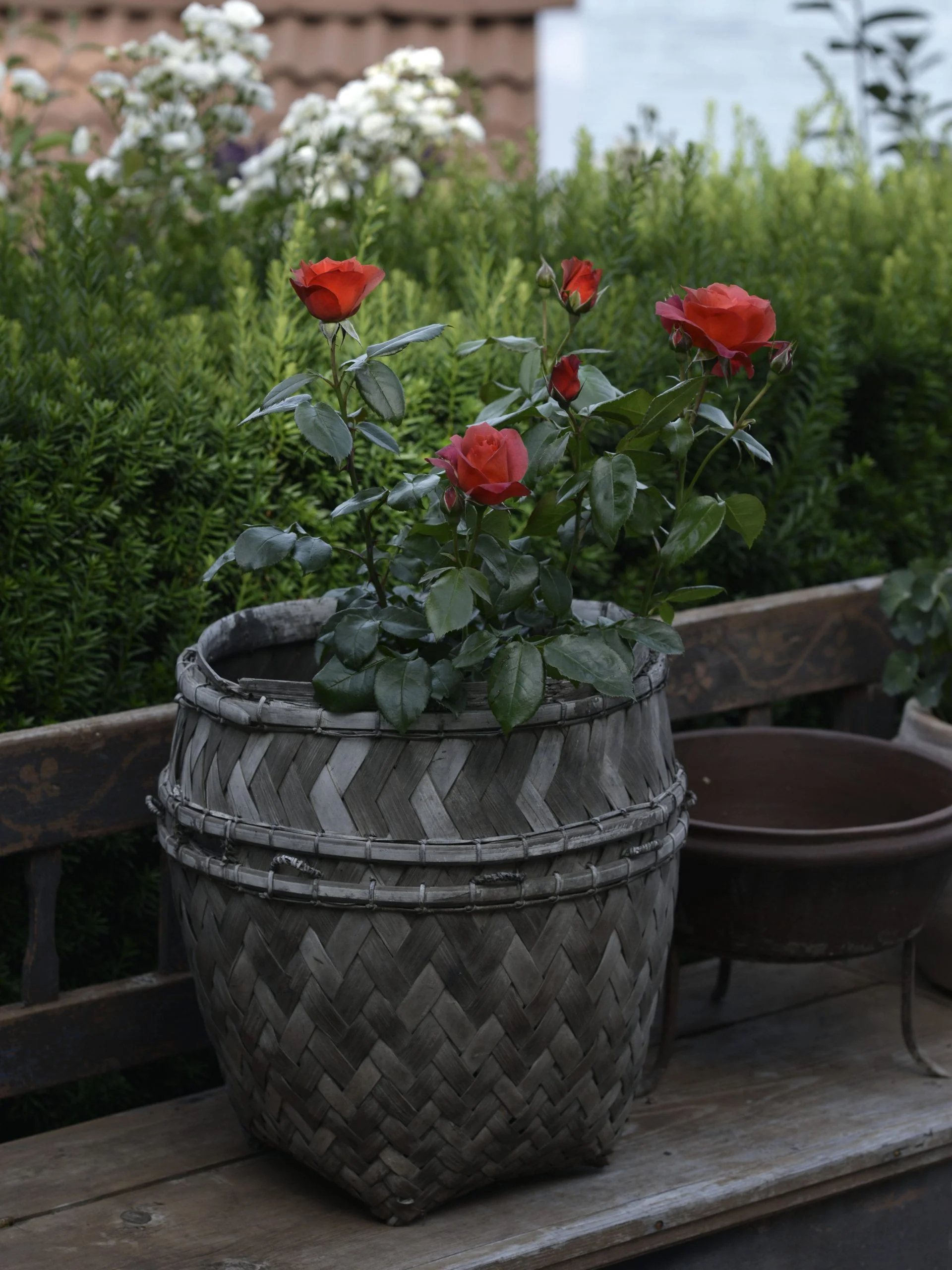 Ros Floribundaros "Hot Chocolate" - Image 3