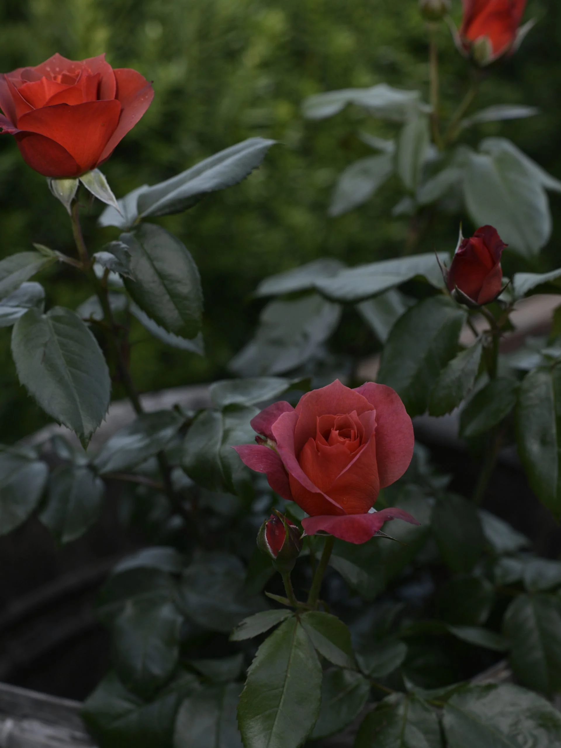 Ros Floribundaros "Hot Chocolate" - Image 4