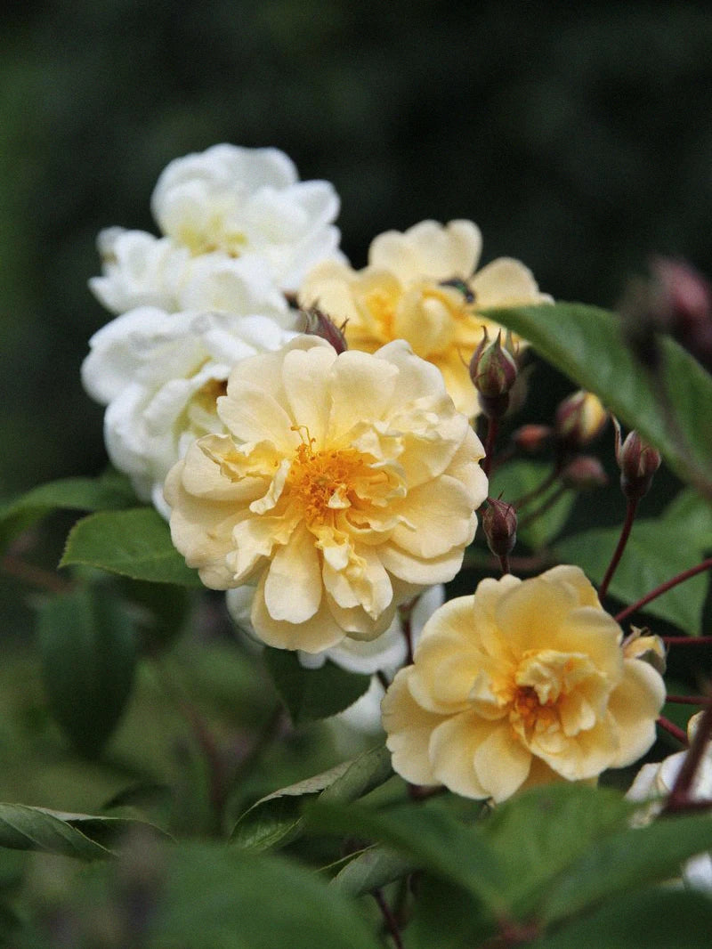 Fylld honungsros 'Christine Hélène' - Image 3