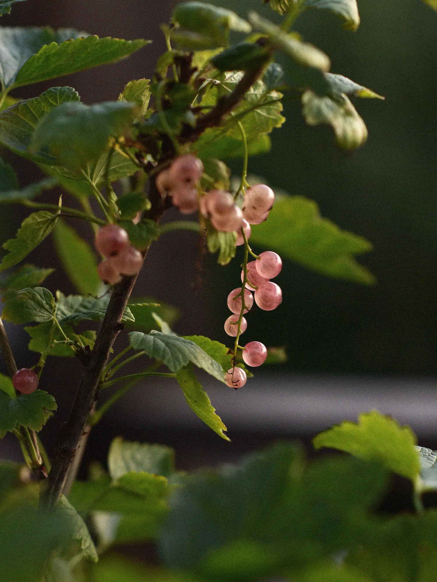 Rosa vinbär 'Aili' - Image 3