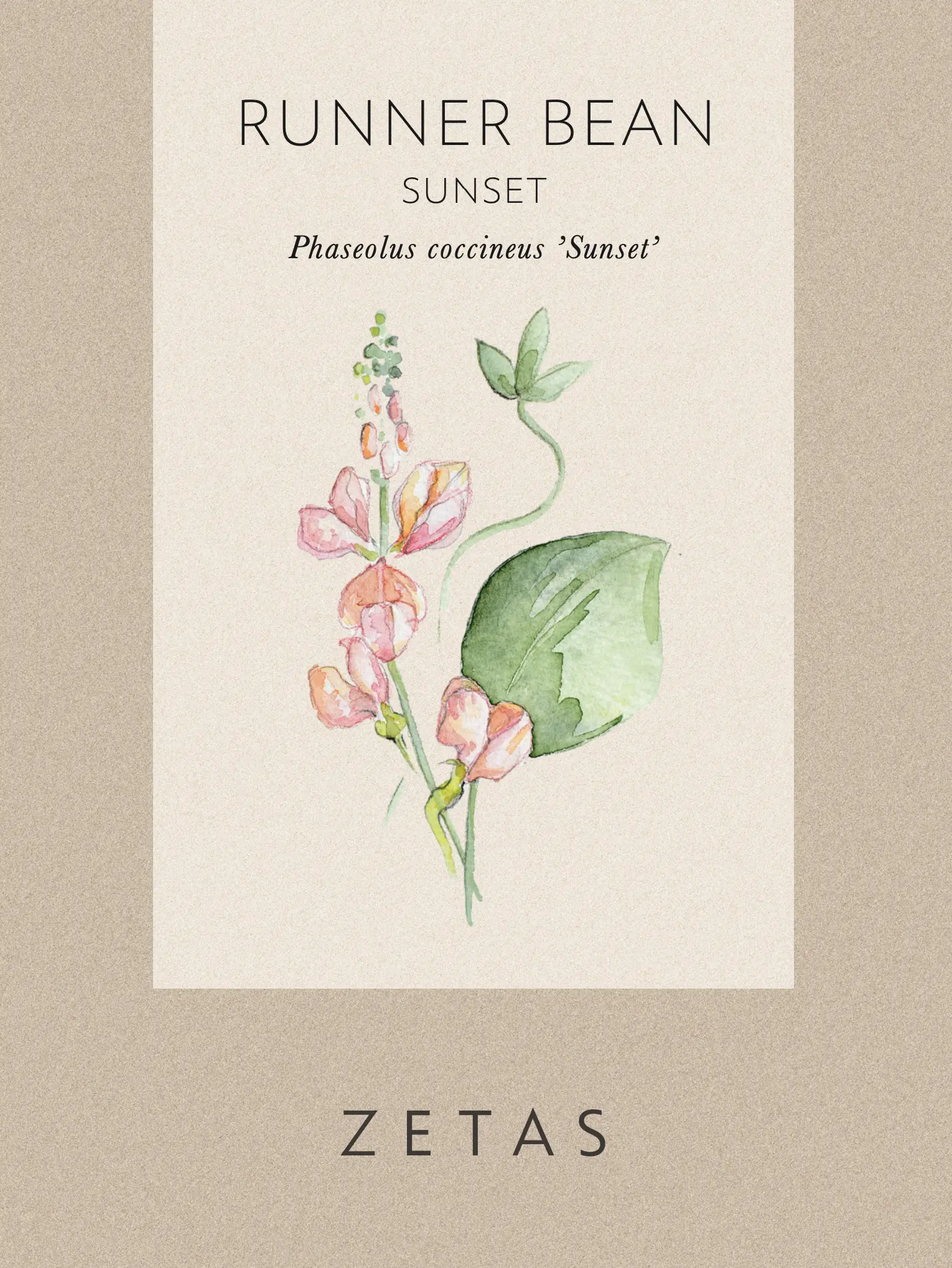 Rosenböna 'Sunset' - Image 5