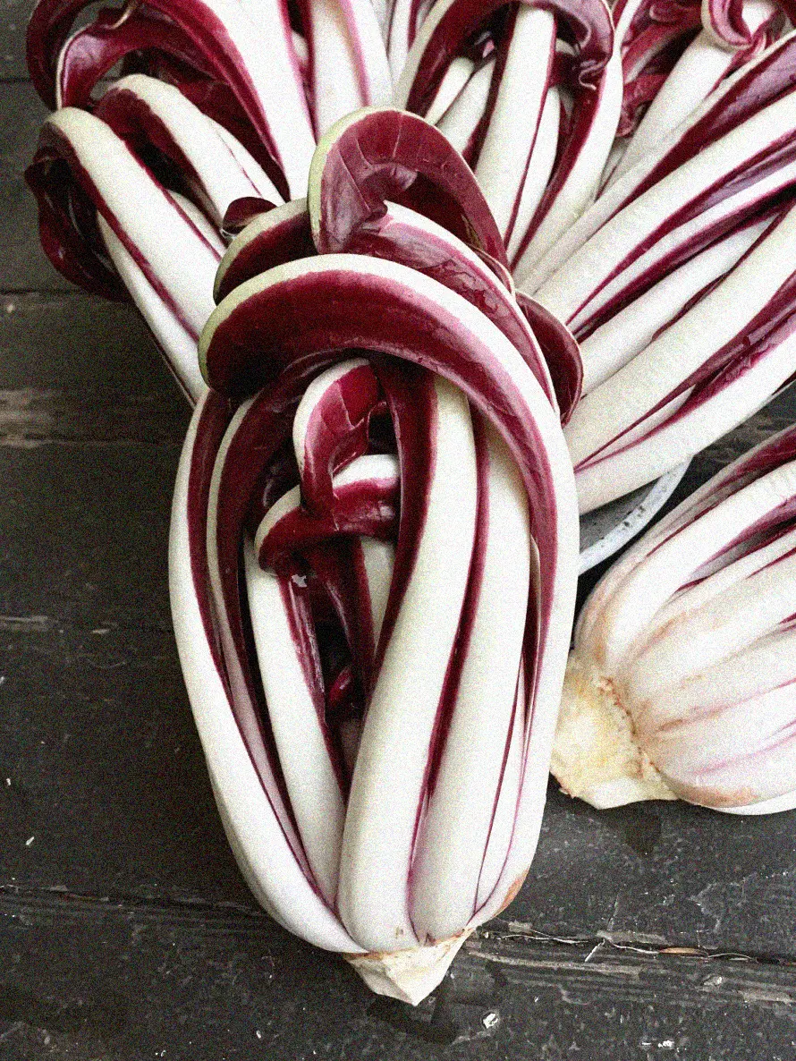 Rosensallat, Radicchio 'Cagnani' - Image 3