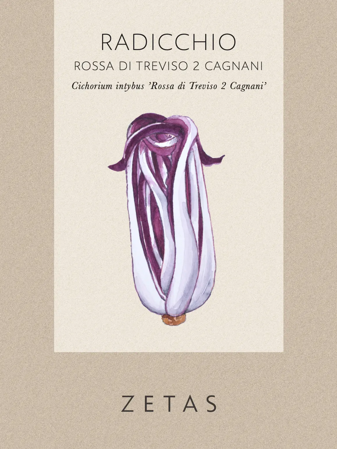 Rosensallat, Radicchio 'Cagnani' - Image 4