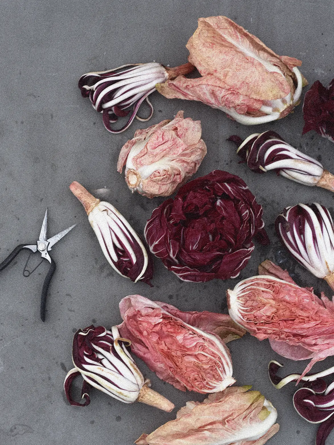 Rosensallat, Radicchio 'Grumolo Rosso' - Image 2