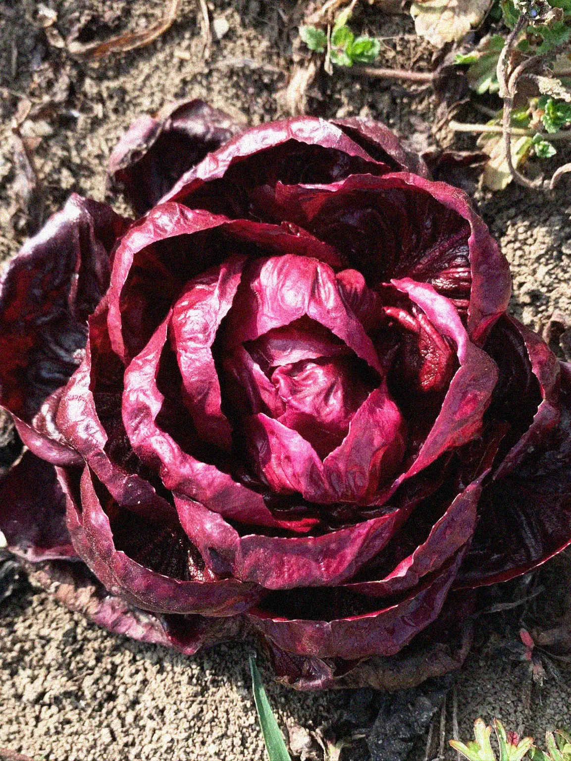 Rosensallat, Radicchio 'Grumolo Rosso' - Image 3