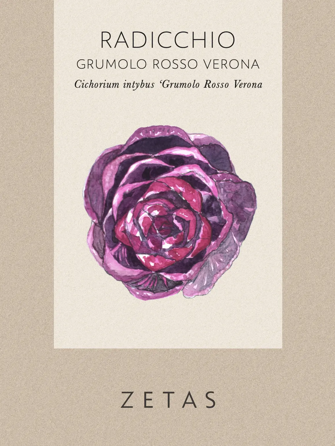 Rosensallat, Radicchio 'Grumolo Rosso' - Image 4