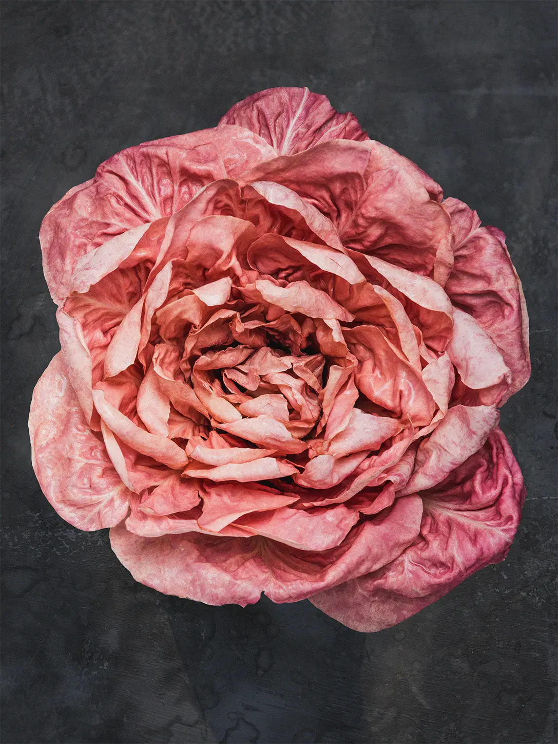Rosensallat, Radicchio 'Rosa Del Veneto 'Passerina' - Image 2