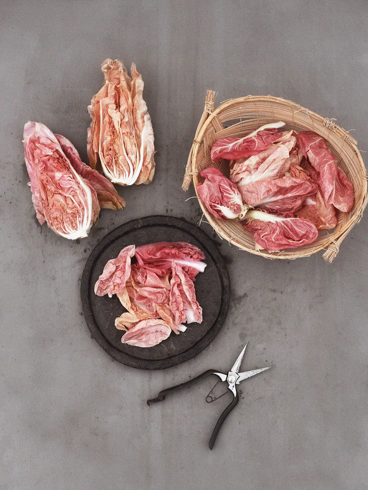 Rosensallat, Radicchio 'Rosa Del Veneto 'Passerina' - Image 3