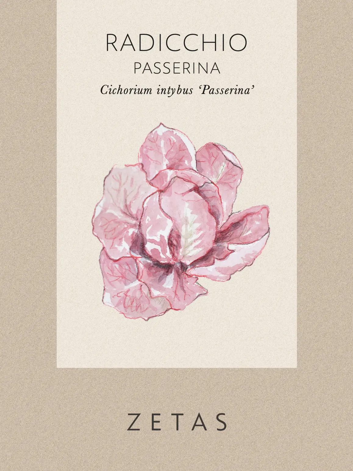 Rosensallat, Radicchio 'Rosa Del Veneto 'Passerina' - Image 4