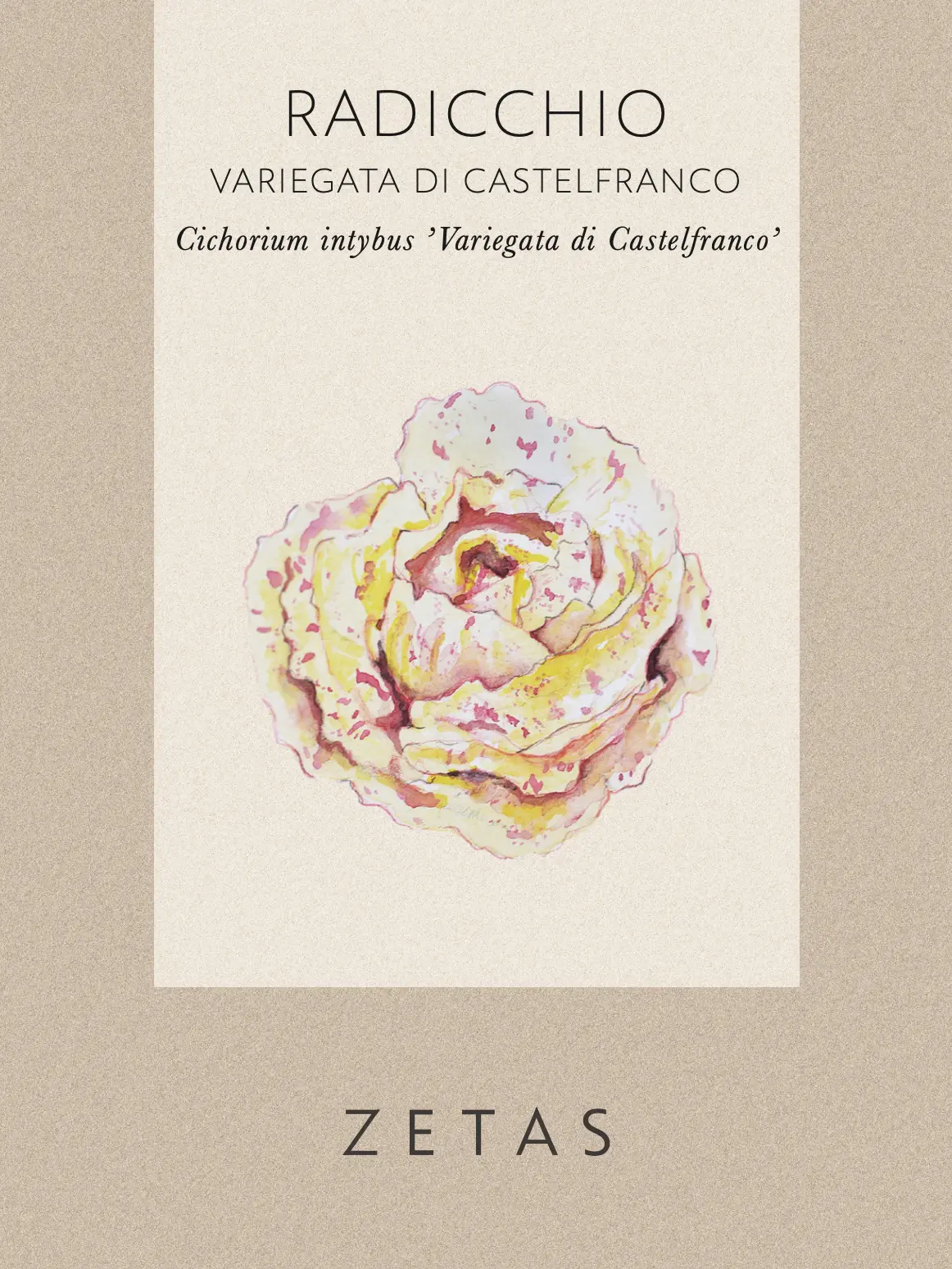 Rosensallat, Radicchio 'Variegato di Castelfranco' - Image 2