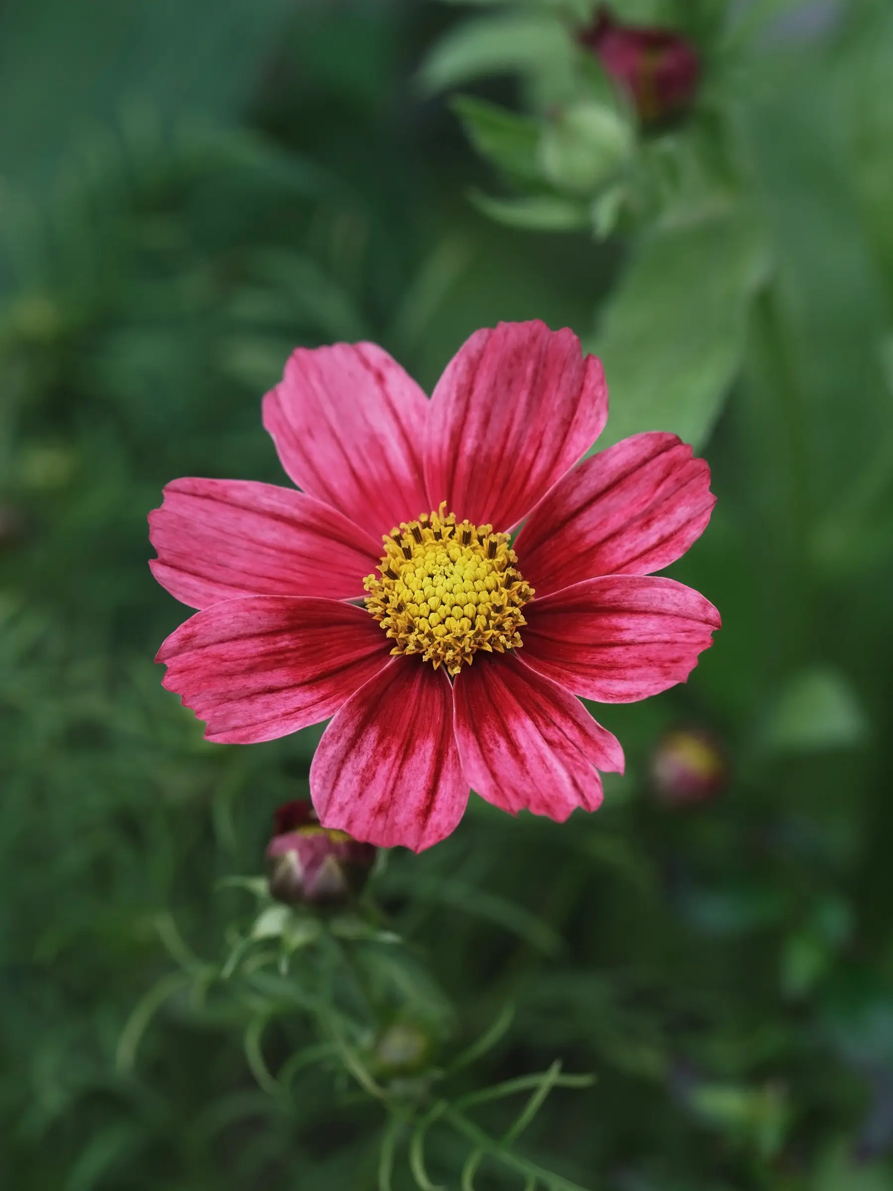 Miniatyrbild 1