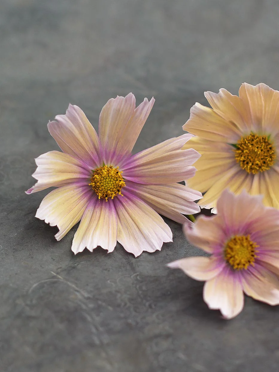 Miniatyrbild 1