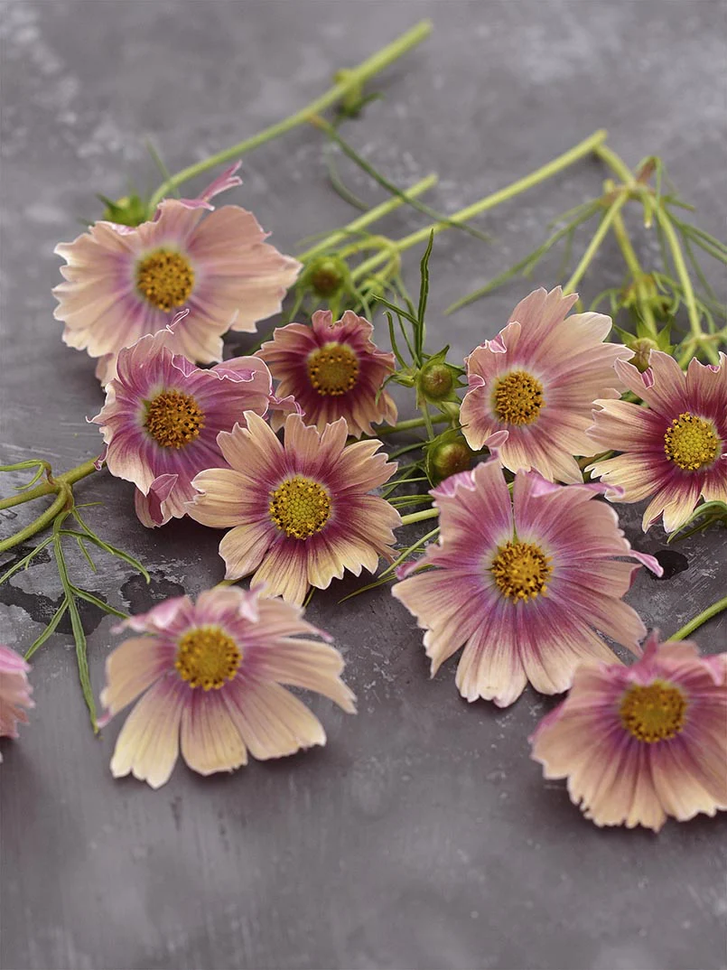 Rosenskära 'Apricot Lemonade' - Image 4