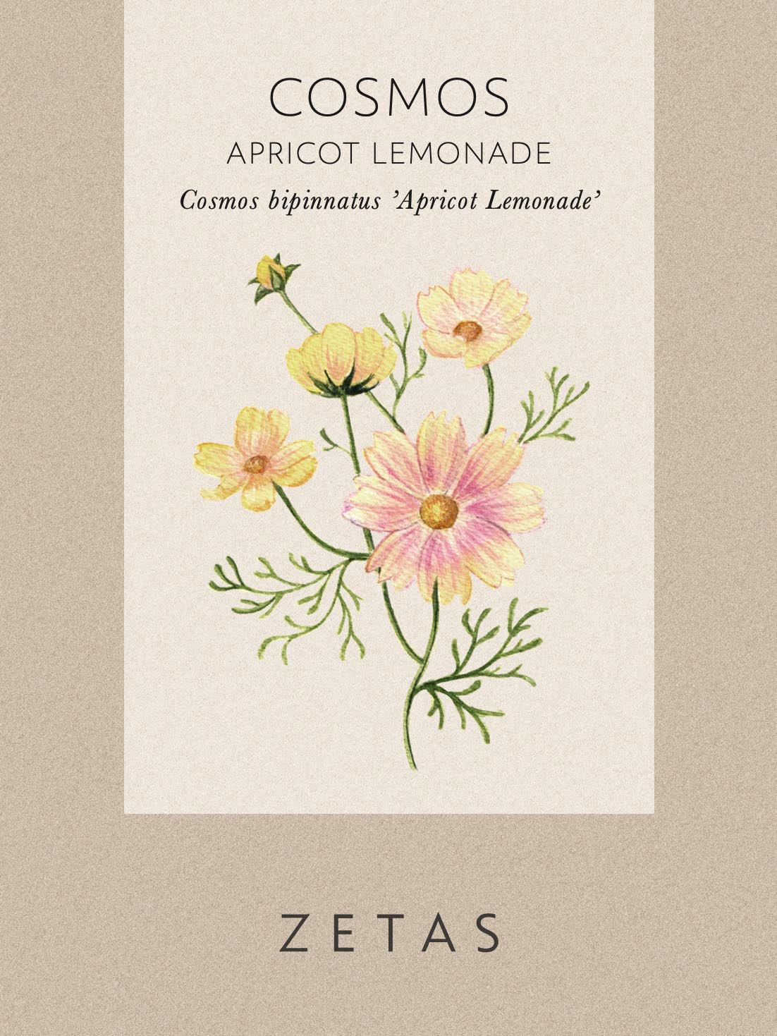 Rosenskära 'Apricot Lemonade' - Image 5