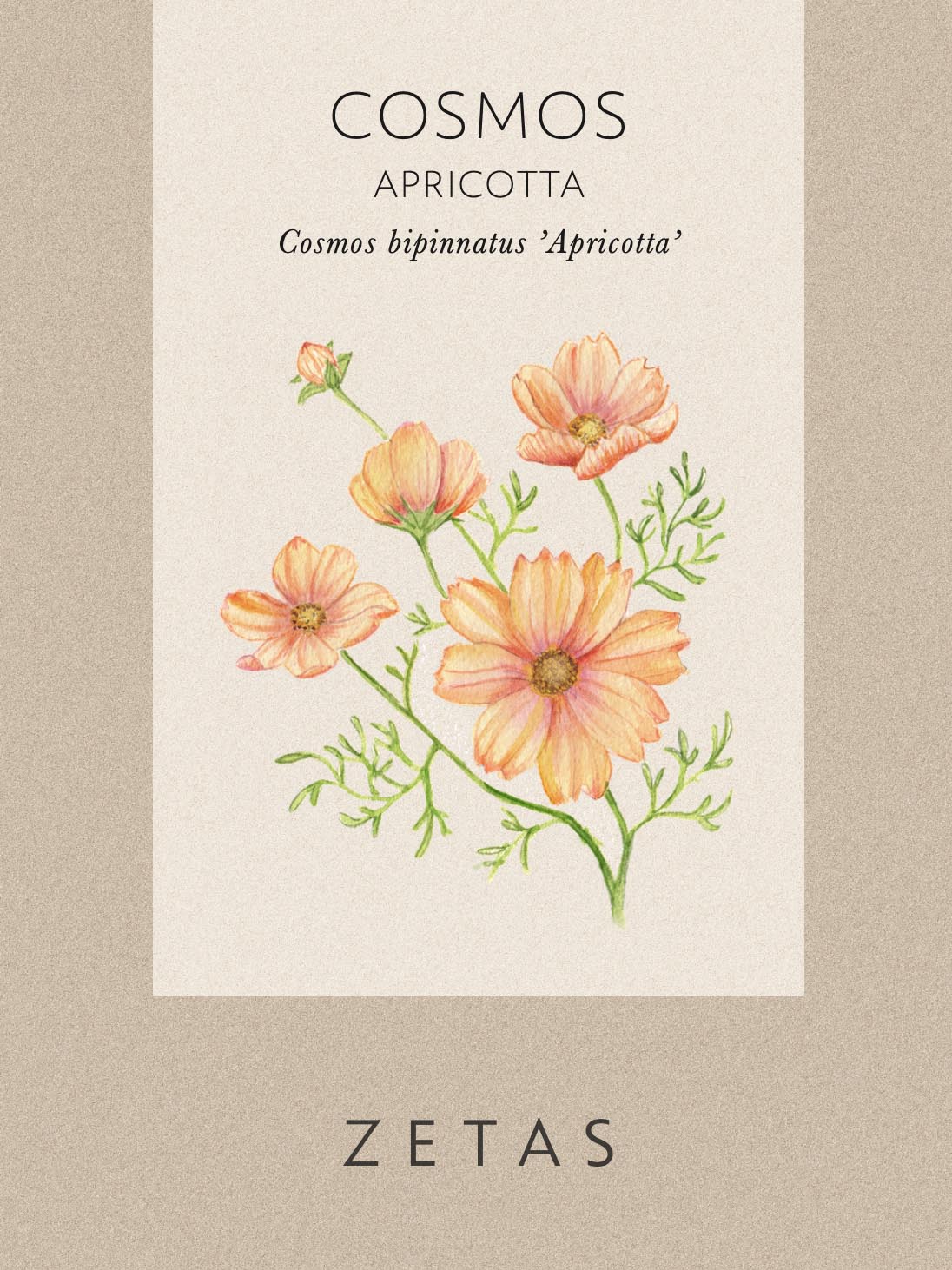 Rosenskära 'Apricotta' - Image 5