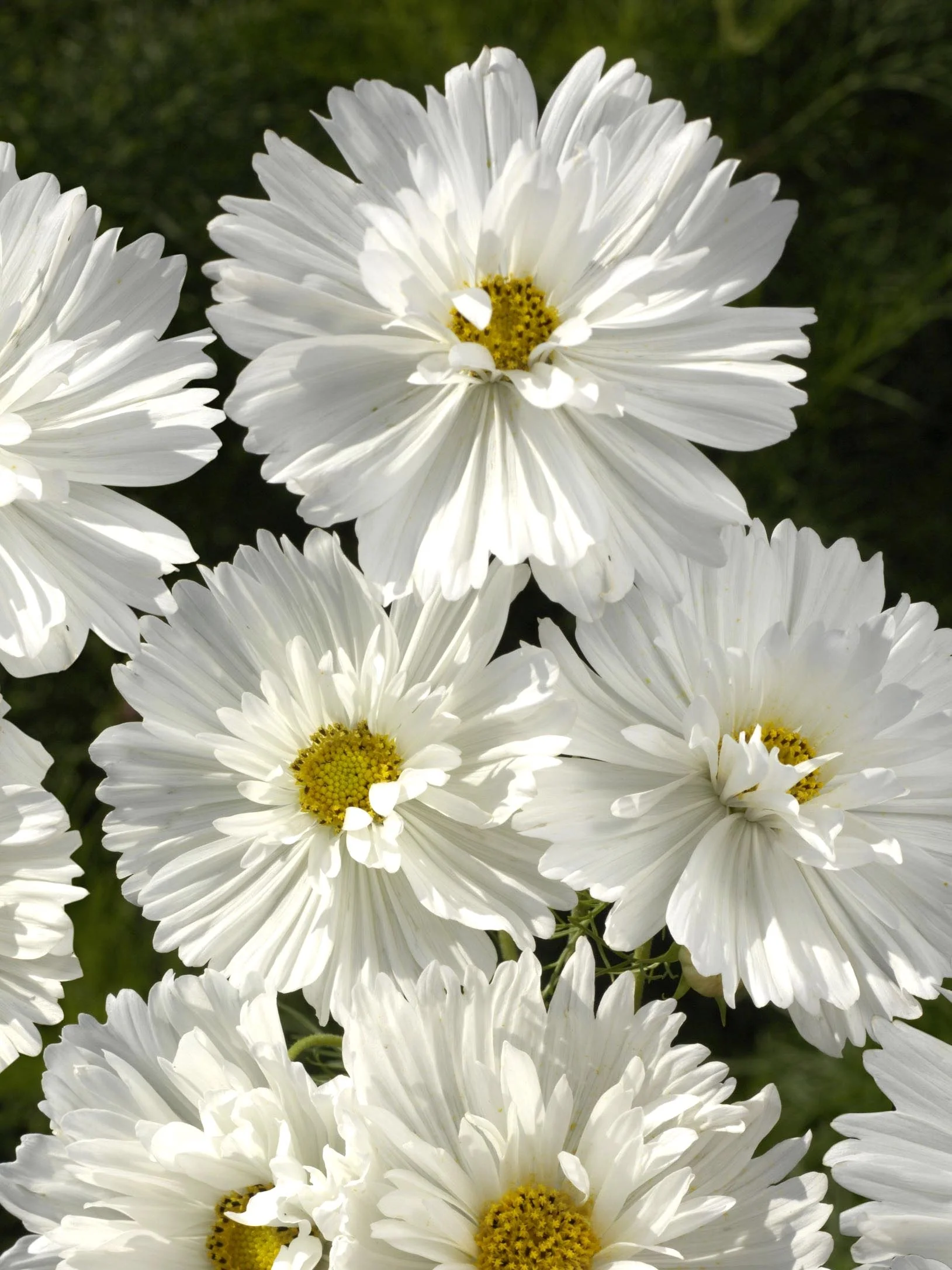 Miniatyrbild 1