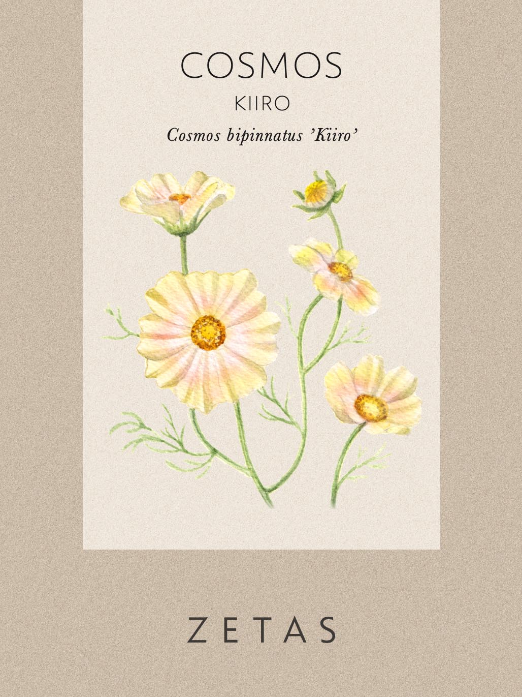 Rosenskära 'Kiiro' - Image 4