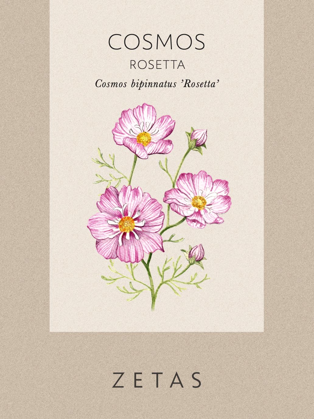 Rosenskära 'Rosetta' - Image 3