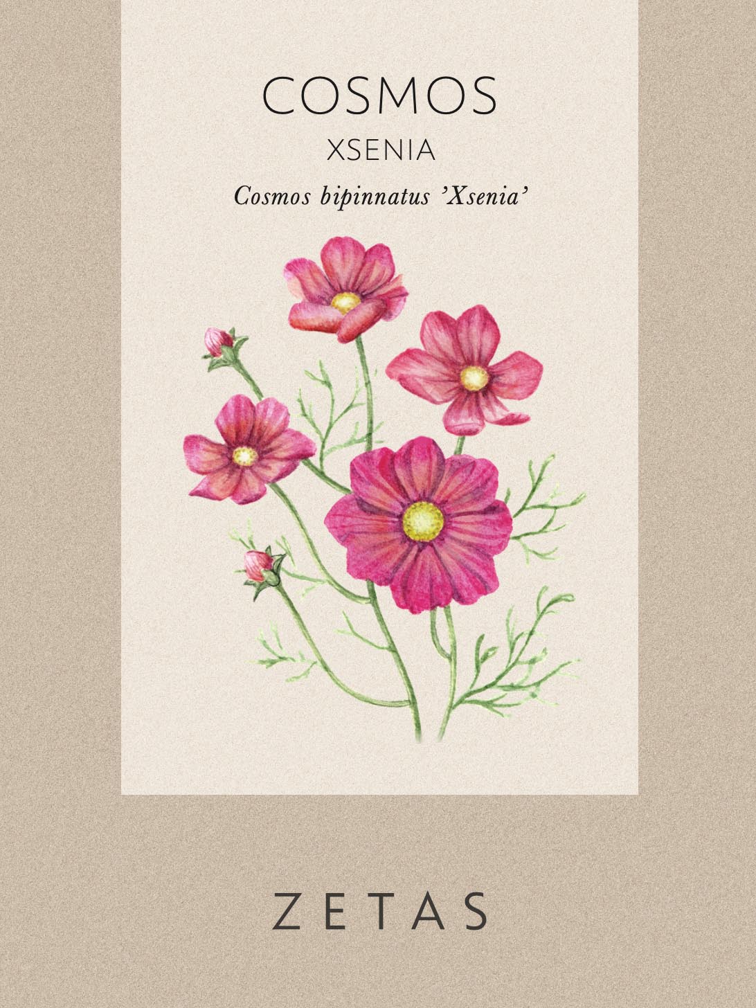Rosenskära 'Xsenia' - Image 3